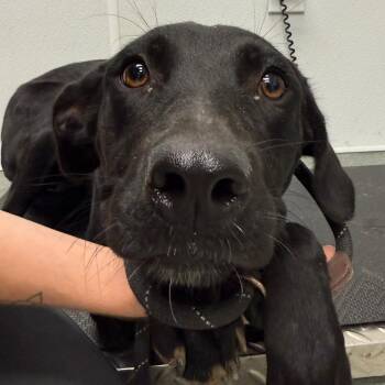 Luna -  Labrador Retriever Dog for Adoption in Abilene, Texas - Luna | PetCurious