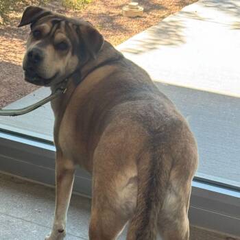 Lady -  Shepherd Dog for Adoption in Kingman, Arizona - Lady | PetCurious