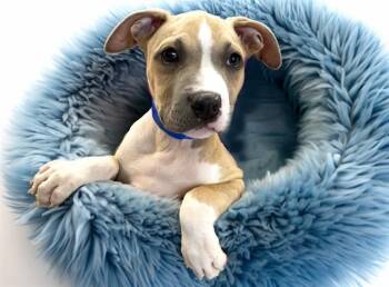 STEWIE -  American Bulldog and Mixed Breed Dog for Adoption in Fort Lauderdale, Florida - STEWIE | PetCurious