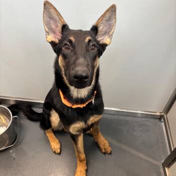 Mercedes -  Mixed Breed and Shepherd Dog for Adoption in Allentown, Pennsylvania - Mercedes | PetCurious