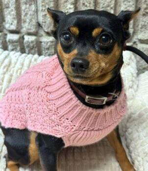 Princess -  Miniature Pinscher Dog for Adoption in Bedford Hills, New York - Princess | PetCurious