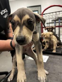 Labrador Retriever and Mixed Breed Dogs Available for Adoption - RAY | PetCurious