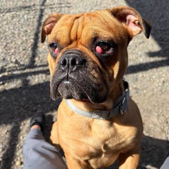 Rory -  English Bulldog and French Bulldog Dog for Adoption in Washougal, Washington - Rory | PetCurious