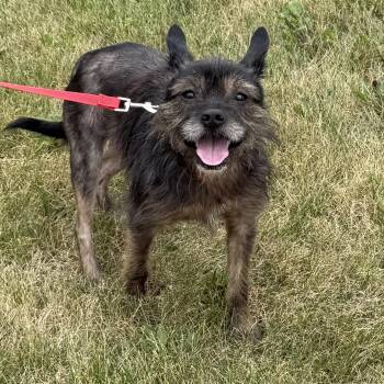 Twig -  Terrier Dog for Adoption in Libertyville, Illinois - Twig | PetCurious