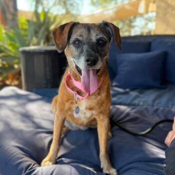 Luz -  Beagle Dog for Adoption in Ramona, California - Luz | PetCurious
