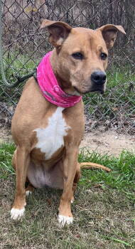 Rescue Mountain Cur and Carolina Dog Dogs for Adoption in Orangeburg, South Carolina - Lea | PetCurious