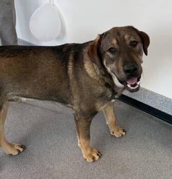 Rescue Mixed Breed Dogs for Adoption in West Chester, Pennsylvania - Dingo | PetCurious