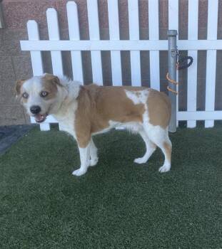 Parson Russell Terrier and Mixed Breed Dogs Available for Adoption - FRISCO | PetCurious