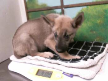A2091628 -  German Shepherd Dog and Mixed Breed Dog for Adoption in Houston, Texas - A2091628 | PetCurious