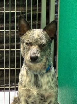 A255844 -  Australian Cattle Dog Blue Heeler and Mixed Breed Dog for Adoption in Visalia, California - A255844 | PetCurious