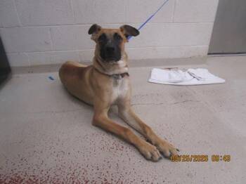 Heidi (856) -  Shepherd Dog for Adoption in Marietta, Georgia - Heidi (856) | PetCurious