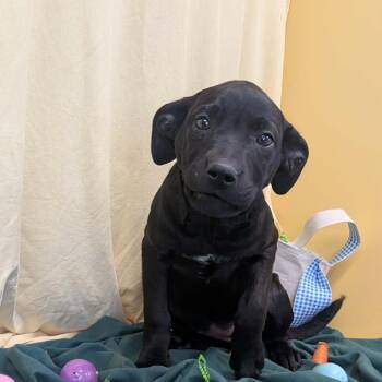 Mixed Breed Dogs Available for Adoption - Badger | PetCurious