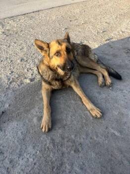 German Shepherd Dog Dogs Available for Adoption in Doral, Florida - MIA | PetCurious