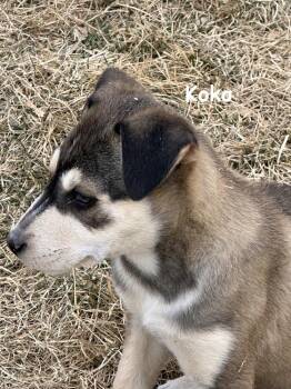 Shepherd and Husky Dogs Available for Adoption - Koko | PetCurious