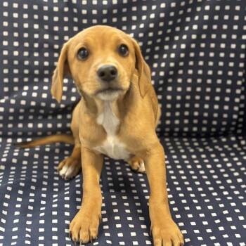 Feist and Mixed Breed Dogs Available for Adoption in Columbus, North Carolina - Cody | PetCurious