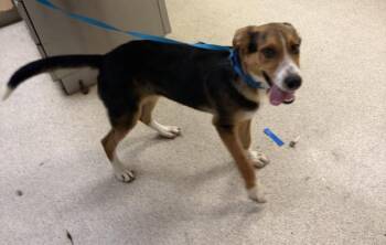 RYAN -  German Shepherd Dog Dog for Adoption in Riverside, California - RYAN | PetCurious