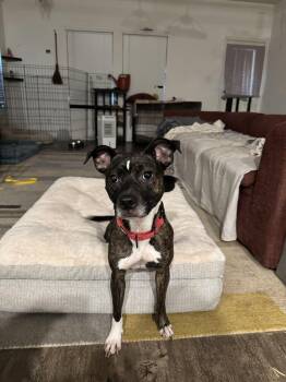 Rani -  Pit Bull Terrier Dog for Adoption in Pflugerville, Texas - Rani | PetCurious