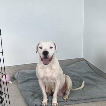 Ms. Piggy 0229 -  American Bulldog and Mixed Breed Dog for Adoption in Loxahatchee Groves, Florida - Ms. Piggy 0229 | PetCurious