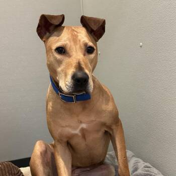 Mixed Breed Dogs Available for Adoption - Violet | PetCurious