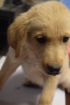 Golden Retriever and German Shepherd Dog Dogs Available for Adoption in Pahrump, Nevada - Toffee (Mollie L582 P1) | PetCurious