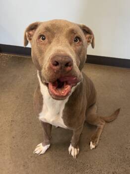 Rescue Mixed Breed Dogs for Adoption in Mishawaka, Indiana - Nomad | PetCurious