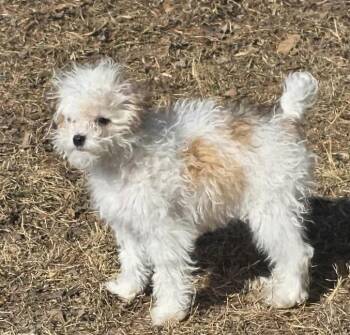 Poodle Dogs Available for Adoption - Buttons | PetCurious