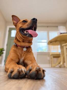 Hank Roadtrip Teddy -  Rhodesian Ridgeback and Pit Bull Terrier Dog for Adoption in Friendswood, Texas - Hank Roadtrip Teddy | PetCurious