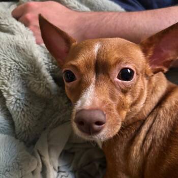 Shug -  Chihuahua Dog for Adoption in Chicago, Illinois - Shug | PetCurious