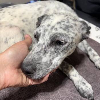 Perdita -  Mixed Breed Dog for Adoption in Milton, Florida - Perdita | PetCurious