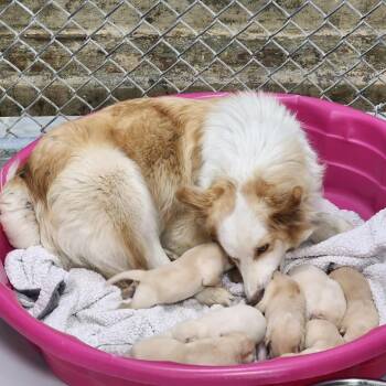 Wind -  Australian Shepherd and Mixed Breed Dog for Adoption in Winston-salem, North Carolina - Wind | PetCurious