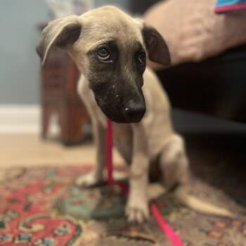 Maggie -  German Shepherd Dog and Black Mouth Cur Dog for Adoption in New Orleans, Louisiana - Maggie | PetCurious