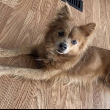 Meet GYPSY - Courtesy Posting for fun and friendly 11 yr old -  Pomeranian Dog for Adoption in Clifton, New Jersey - Meet GYPSY - Courtesy Posting For Fun And Friendly 11 Yr Old | PetCurious