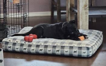 Labrador Retriever Dogs Available for Adoption in Tucson, Arizona - Wally | PetCurious
