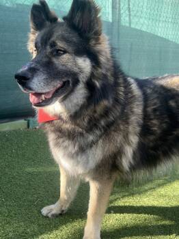 Rescue Mixed Breed Dogs for Adoption in San Diego, California - Mr. Wilson | PetCurious