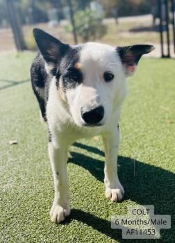 Rescue Australian Cattle Dog Blue Heeler and Australian Shepherd Dogs for Adoption - Colt | PetCurious