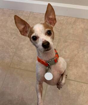 Chihuahua Dogs Available for Adoption in Osteen, Florida - Leo | PetCurious