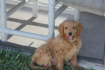 Julie -  Goldendoodle Dog for Adoption in Alafaya, Florida - Julie | PetCurious