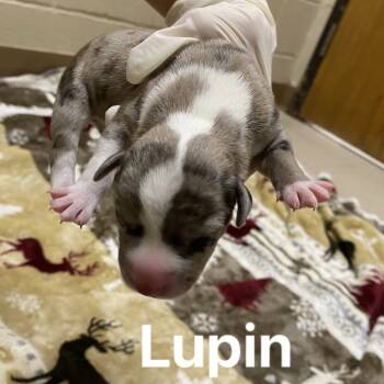 Rescue Beagle and Terrier Dogs for Adoption in Jacksboro, Tennessee - Lupin | PetCurious