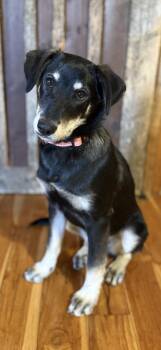 Skipper -  Mixed Breed Dog for Adoption in Cando, Saskatchewan - Skipper | PetCurious
