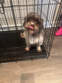 Oreo -  Shih Tzu Dog for Adoption in Hampton, Virginia - Oreo | PetCurious