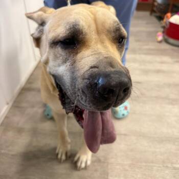 Nala -  Cane Corso Dog for Adoption in Waldorf, Maryland - Nala | PetCurious