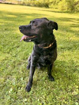 Sampson -  Mixed Breed Dog Available for Adoption in Midland, Michigan - Sampson | PetCurious