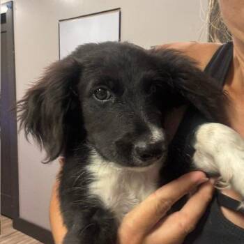 McDreamy -  Australian Shepherd and Poodle Dog for Adoption in Lewisville, Texas - McDreamy | PetCurious
