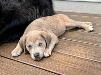 Josh -  Golden Retriever and Labrador Retriever Dog for Adoption in Greenlawn, New York - Josh | PetCurious