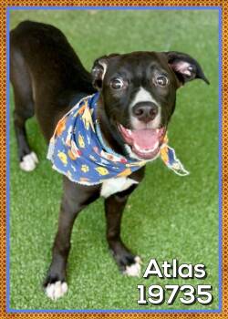 ATLAS -  Black Labrador Retriever Dog for Adoption in Marietta, Georgia - ATLAS | PetCurious