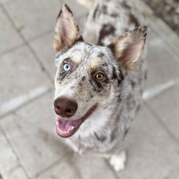 Loki -  Australian Cattle Dog Blue Heeler Dog for Adoption in Houston, Texas - Loki | PetCurious