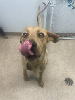 Labrador Retriever Dogs Available for Adoption in Novato, California - Philip | PetCurious