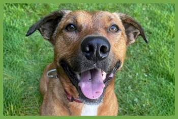 Mila -  Labrador Retriever and Australian Cattle Dog Blue Heeler Dog for Adoption in Amherst, Massachusetts - Mila | PetCurious