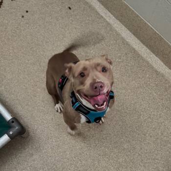 Wiggle Worm -  Pit Bull Terrier and Mixed Breed Dog for Adoption in Bristol, Indiana - Wiggle Worm | PetCurious