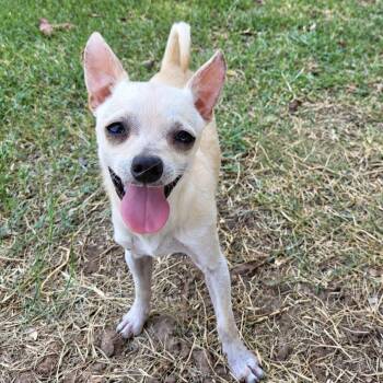 Pika -  Chihuahua Dog for Adoption in Colleyville, Texas - Pika | PetCurious